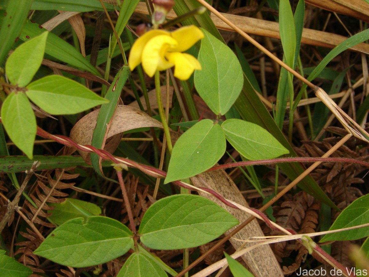 Vigna mungo (L.) Hepper